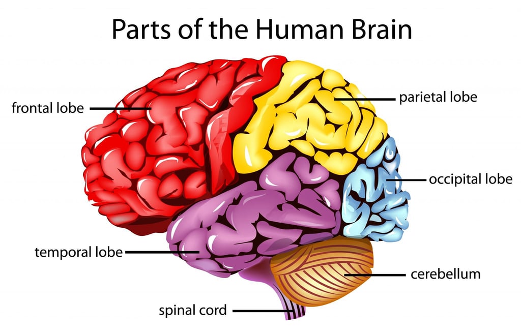 The Frontal Lobe and the Prefrontal Cortex